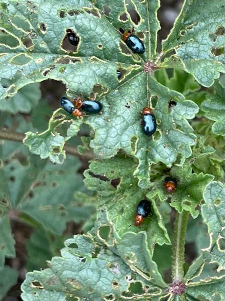 Podagrica fuscicornis